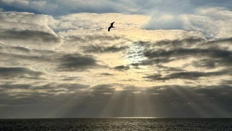 Sun Rays Breaking Through Clouds Over the Sea with Bird in Flight Stock Photos
