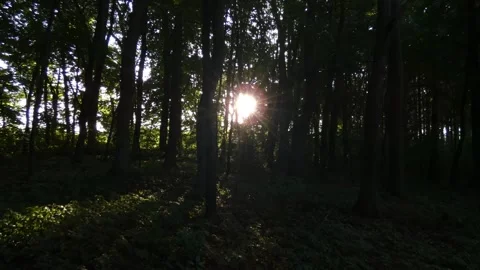 Sun rays breaking through dark forest tree trunks in evening Stock Footage 339804708