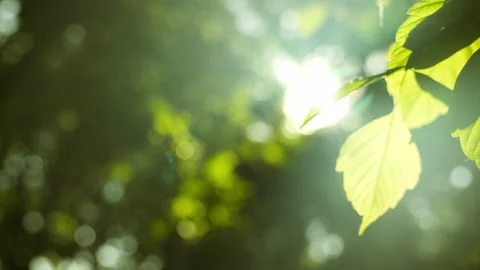 Sun Rays Breaking Through Green Foliage and Branches of Trees in the Forest Stock Footage 200999902