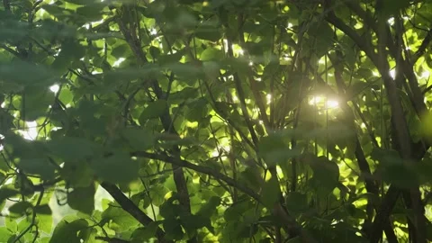 Sun rays breaking through the leaves Video stock 170601615