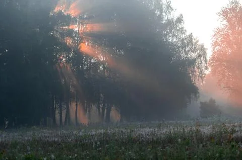 Sun Rays Breaking Through Morning Forest Mist Stock Photos