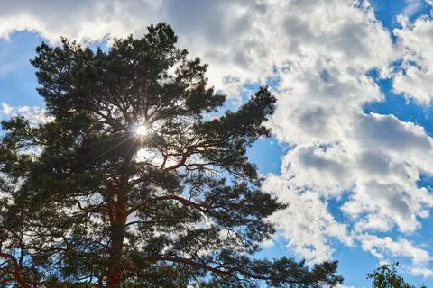 Sun rays breaking through the pine branches Stock Photos