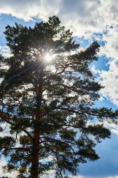 Sun rays breaking through the pine branches Stock Photos