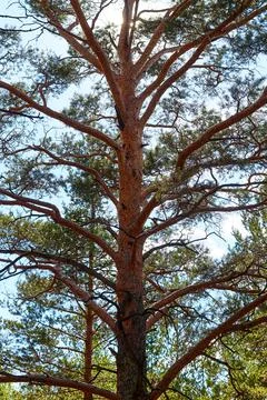 Sun rays breaking through the pine branches Stock Photos