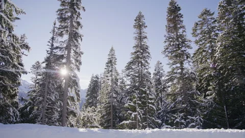Sun rays breaking through snow-covered coniferous trees, Mount Rainier, the USA Video stock 252682627