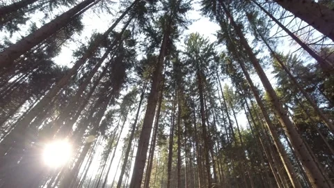 Sun rays breaking through tense high slender spruces Stock Footage 145753439