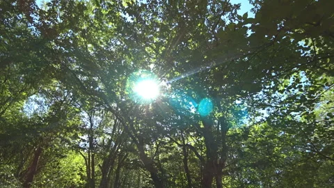 Sun rays breaking through tree branches Stock Footage 98797637
