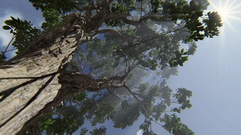 Sun rays breaking through tree branches, 4K 스톡 동영상 141129290