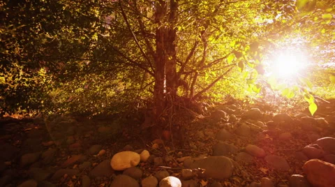 Sun rays breaking through the trees Vidéo 46499921