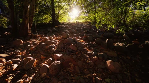 Sun rays breaking through the trees 動画素材 49444298