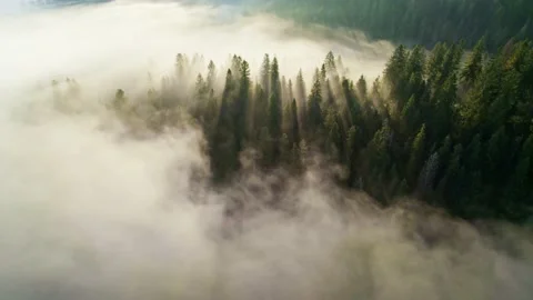 Sun rays breaking through the trees in light fog. Fabulous morning in the forest Stock Footage 169145995