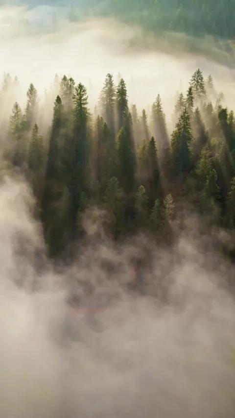 Sun rays breaking through the trees in light fog. Fabulous morning in the forest 스톡 동영상 273209150