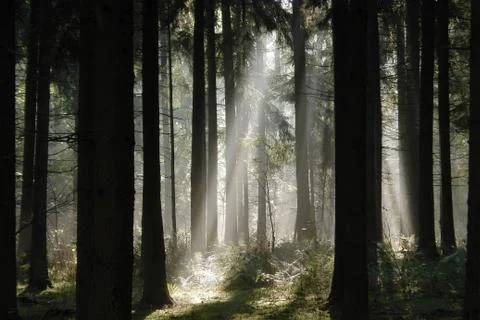 Sun rays breaking through the trees. Stock Photos