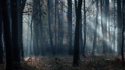 Sun rays breaking through the trees. Stock-Fotos