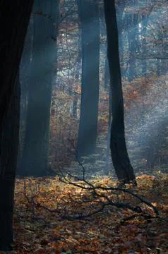 Sun rays breaking through the trees. Stock Photos