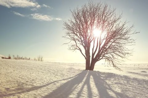 Sun rays breaks through the tree branches, vintage filter Stock Photos