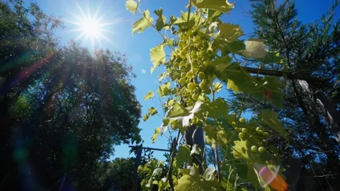 Sun rays bursting through green grape vine leaves Stock Footage 331943328
