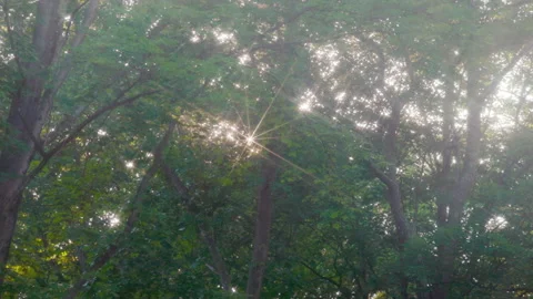 Sun Rays Bursting Through the Leaves Stock Footage 305211224