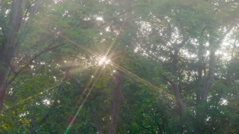 Sun Rays Bursting Through the Leaves Stock Footage 305211498