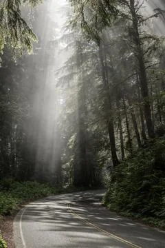 Sun Rays Cast Through Fog Over Scenic Drive Фото