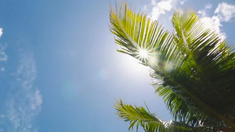 Sun rays on coconut tree leaves swaying with blue sky Stock Footage 262539505