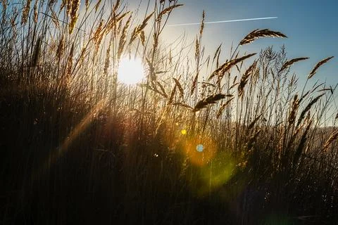Sun rays with colored highlights through the ears of corn against the blue sk Stock Photos