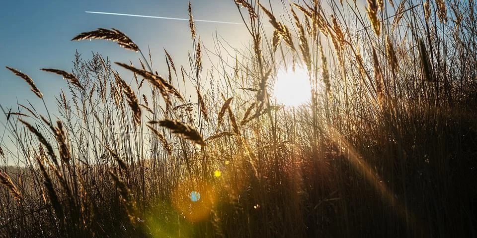 Sun rays with colored highlights through the ears of corn against the blue sk Stock Photos
