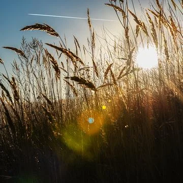 Sun rays with colored highlights through the ears of corn against the blue sk Stock Photos
