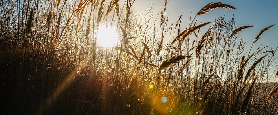 Sun rays with colored highlights through the ears of corn against the blue sk Stock Photos