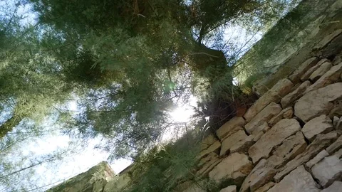 Sun rays coming behind tree on stone wall Stock Footage 112823320