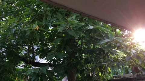 Sun rays coming form the leaves of a tree Video stock 119462940