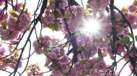 Sun rays coming out from pink flowers Stock Footage 62278480