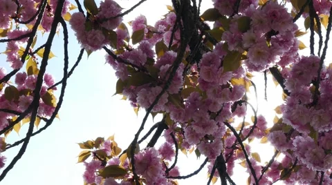 Sun rays coming out from pink cherry blossom of a Prunus Serrulata Kanzan tree 動画素材 62279835