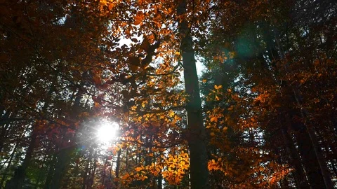 Sun rays coming through autumn park while yellow foliage is falling from trees Stock Footage 103428242