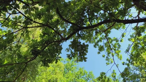 Sun rays coming through forest roof Stock Footage 91240438