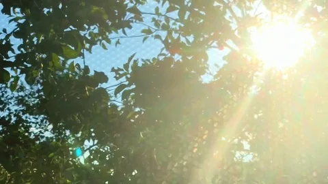 Sun rays coming through forest roof Stock Footage 92791183