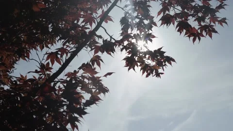 Sun Rays coming through a red tree Video stock 170634073
