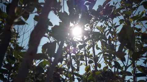 Sun rays coming through tree branches close-up shining Stock Footage 129060453