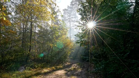 Sun rays coming through trees in an autumn forest. Gimbal shot 스톡 동영상 98623463