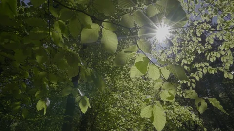 Sun rays coming through young leaves Stock Footage 129907566