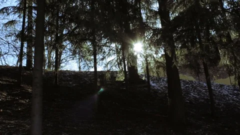 Sun rays in coniferous forest Stock Footage 73992851