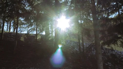 Sun rays in coniferous forest Stock Footage 73992887