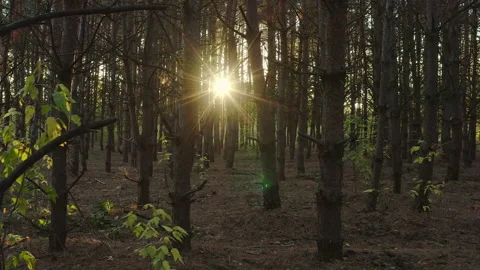 Sun rays in the coniferous forest. Stock Footage 219571704