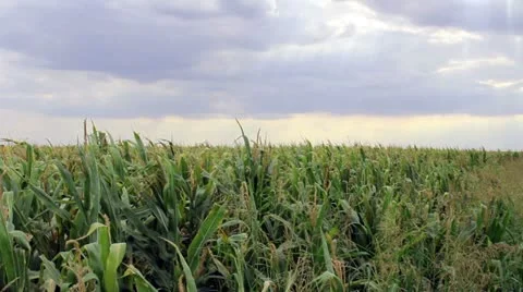 Sun Rays on a Corn Field Stock Footage 11977507