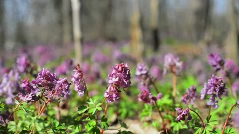 Sun rays on corydalis cava in forest. Field of spring violet flowers. Stock-Footage 127888813