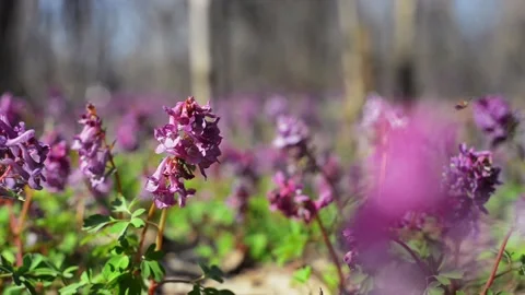 Sun rays on corydalis cava in forest. First spring plants. Video stock 127888915