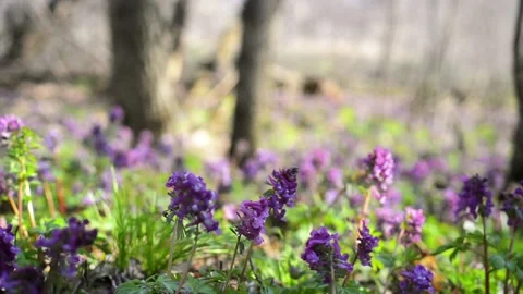 Sun rays on corydalis cava in forest. Field of spring violet flowers Video stock 127888966