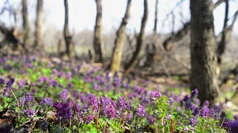 Sun rays on corydalis cava in forest. Field of spring blue flowers Stock Footage 127889005