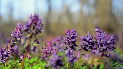 Sun rays on corydalis cava in forest. Field of spring blue flowers. Stock-Footage 127889066