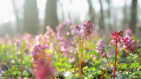 Sun rays on corydalis cava in forest. Field of spring violet flowers. Stock-Footage 127890484